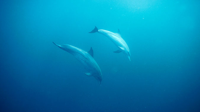 22313-intergenerational-dolphins-lghoz.jpg