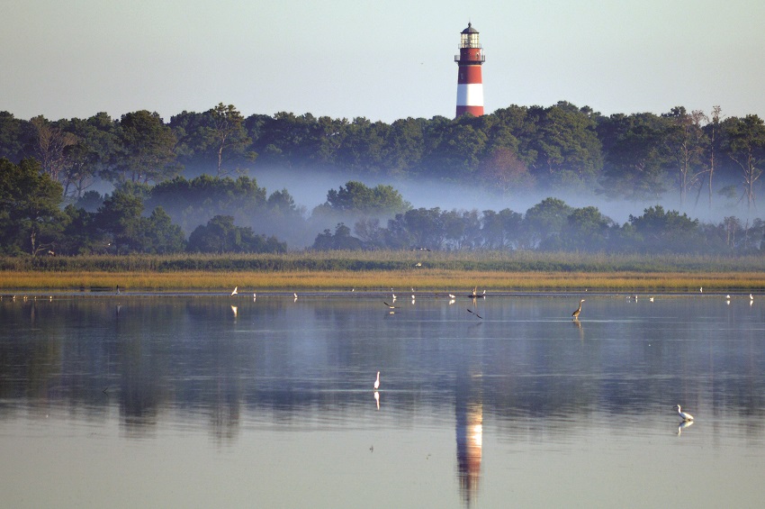The Chincoteague Lighthouse reflected in the water with wild birds in the front