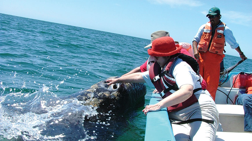 12315-MX_Baja_Whale_Watch-lghoz.jpg