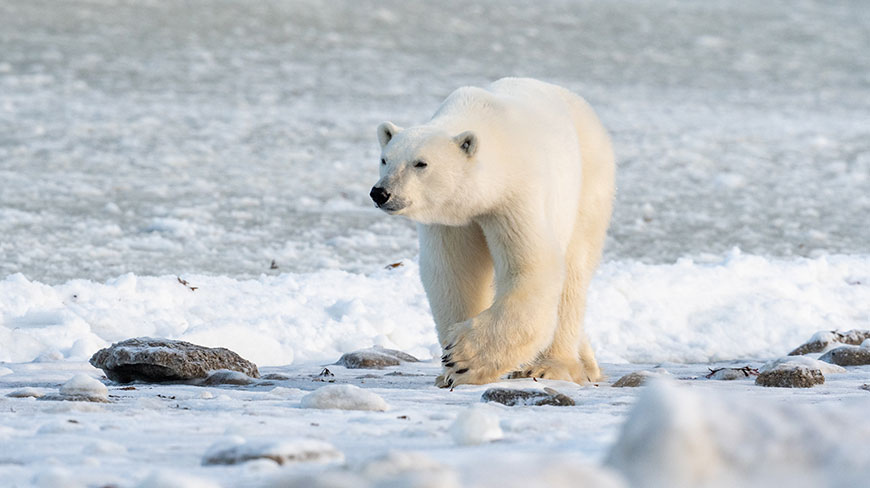 25076-Polar-Bear-lghoz.jpg