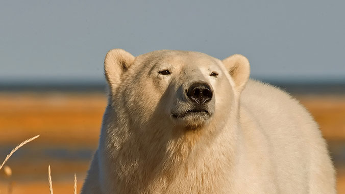 6290-manitoba-lords-of-the-north-ecology-hudson-bay's-polar-bears-bear-lghoz.jpg