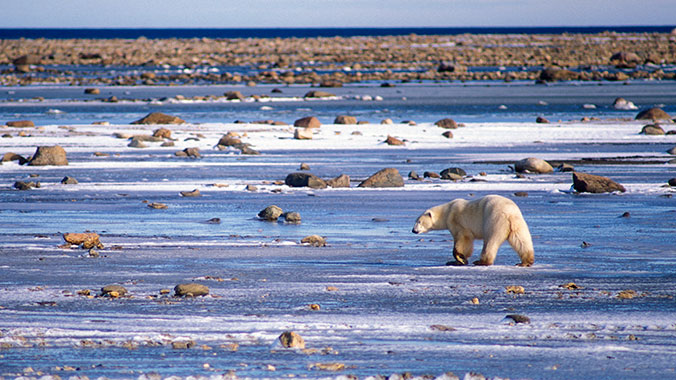 6290-manitoba-lords-of-the-north-ecology-hudson-bay's-polar-bears-c.jpg