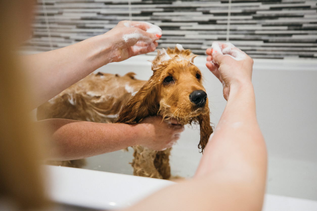dog - bath - wash