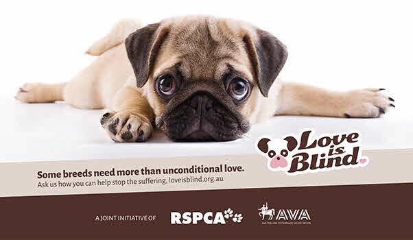 Love is Blind - brachycephalic