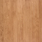 Field Maple