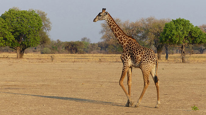 21423-southern-africa-safari-and-train-adventure-cape-town-victoria-falls-giraffe-c.jpg