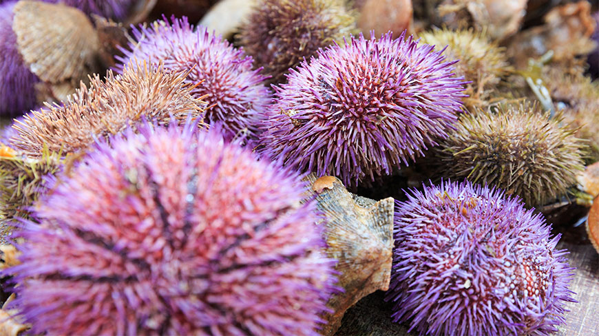 24870-underwater-romance-sea-urchin-lghoz.jpg