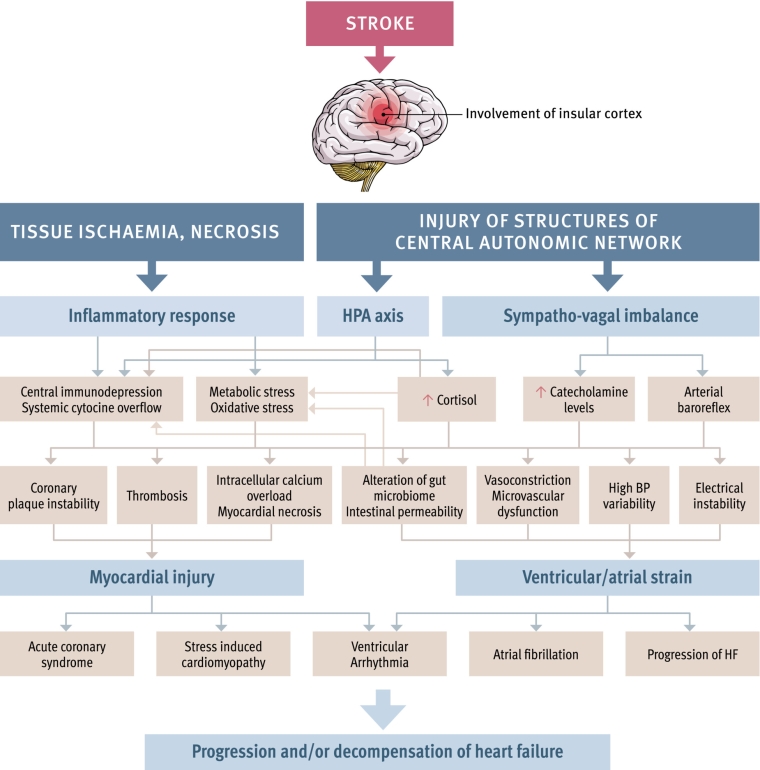 364_Doehner_FINAL FOR PUBLICATION_Figure 2_escardio-hPhotoLarge.jpg