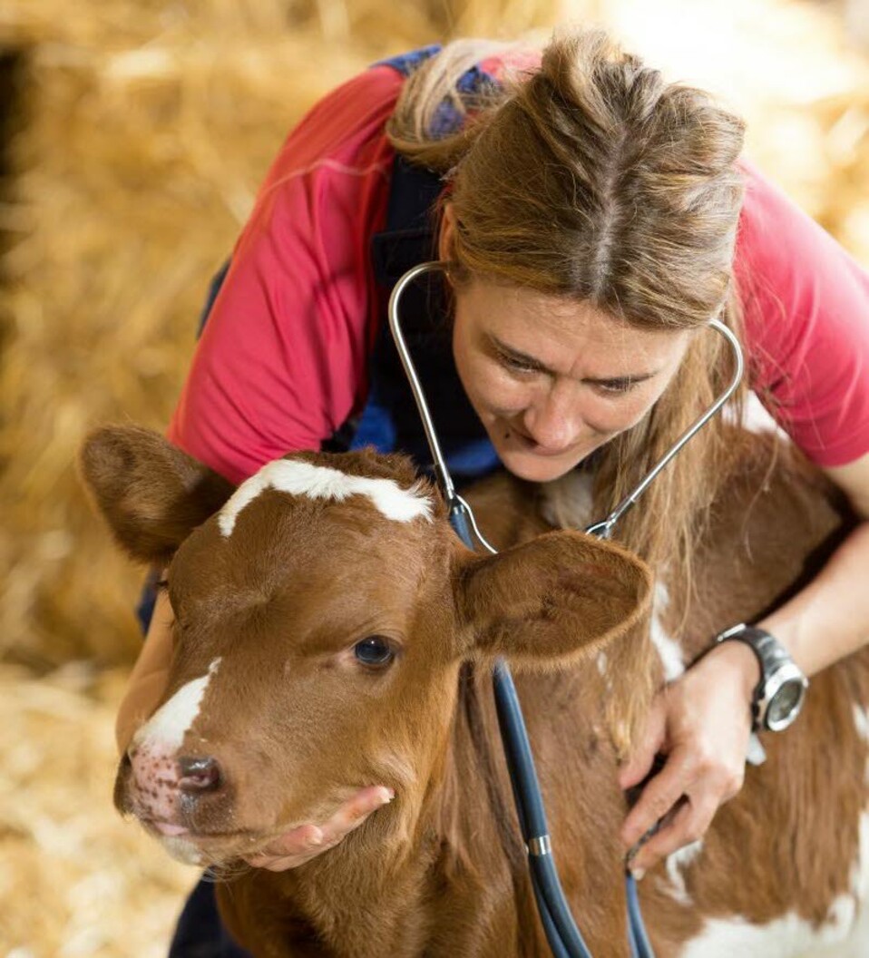 Calving - cattle - farming