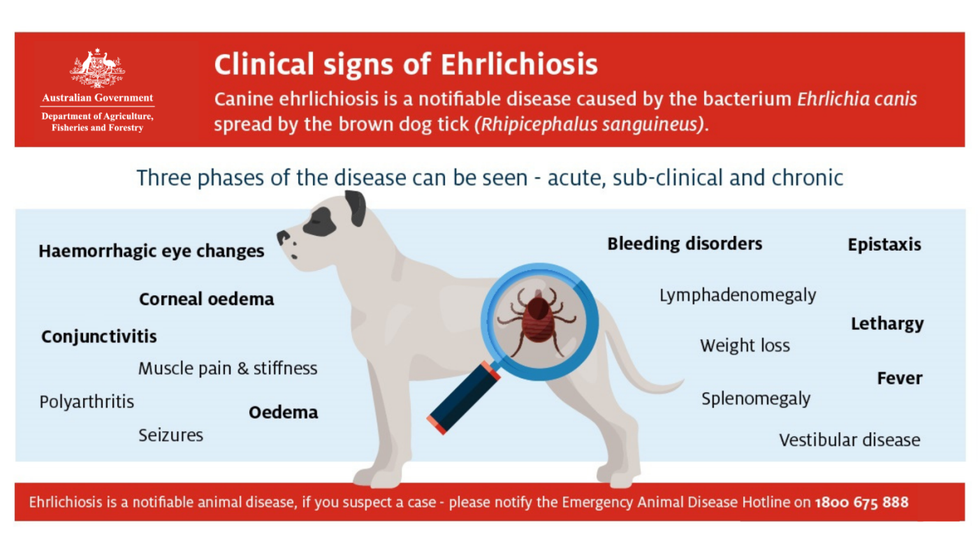 ehrlichichiosis.png