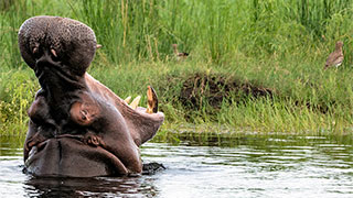 13938-african-safari-hippo-smhoz.jpg