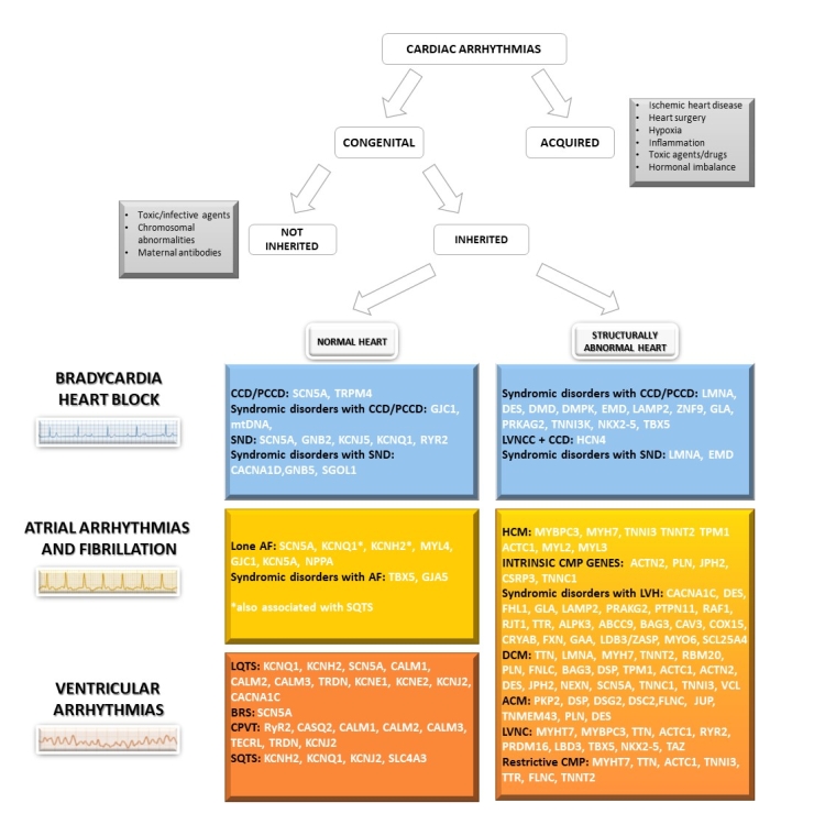 304_Scrocco_Figure 2_The application of genomics in the arrhythmia clinic.jpg