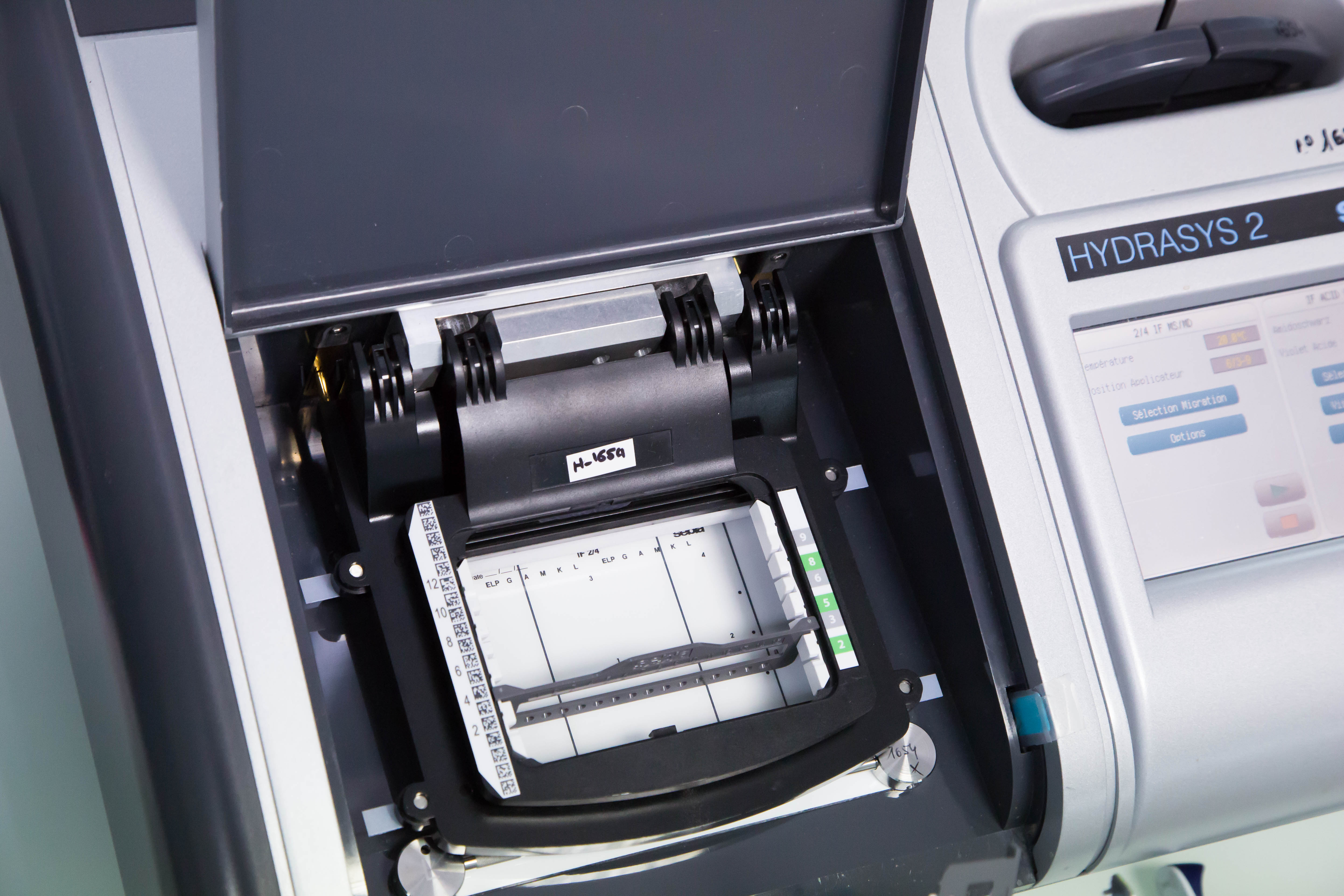 Gel Electrophoresis