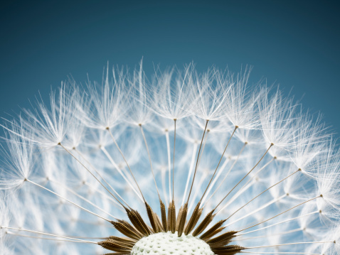 White dandelions fanning out