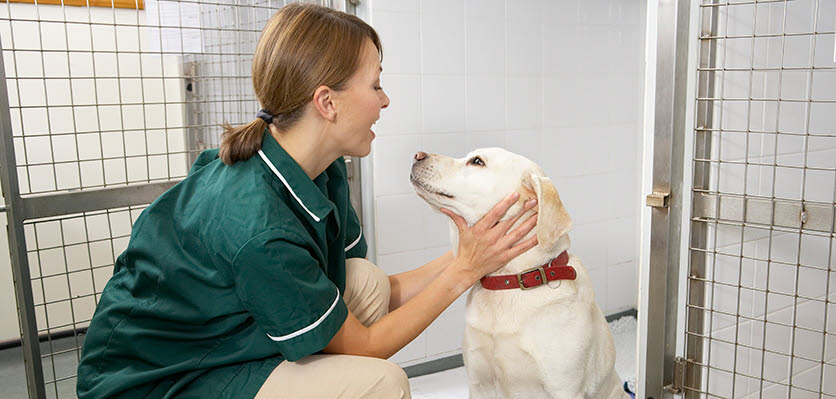 Nurse - dog - kennel.jpg