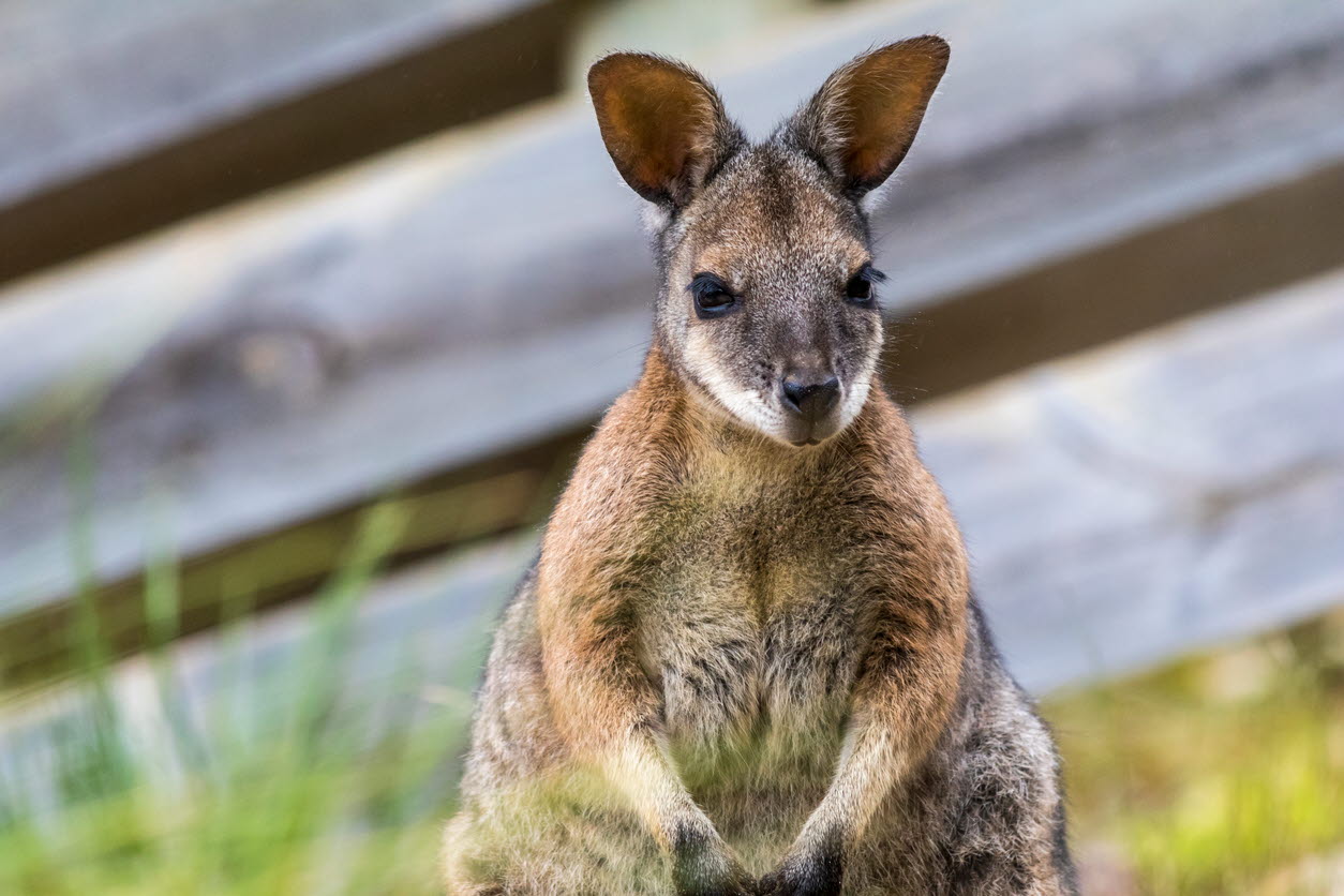 wallaby - native - kangaroo.jpg
