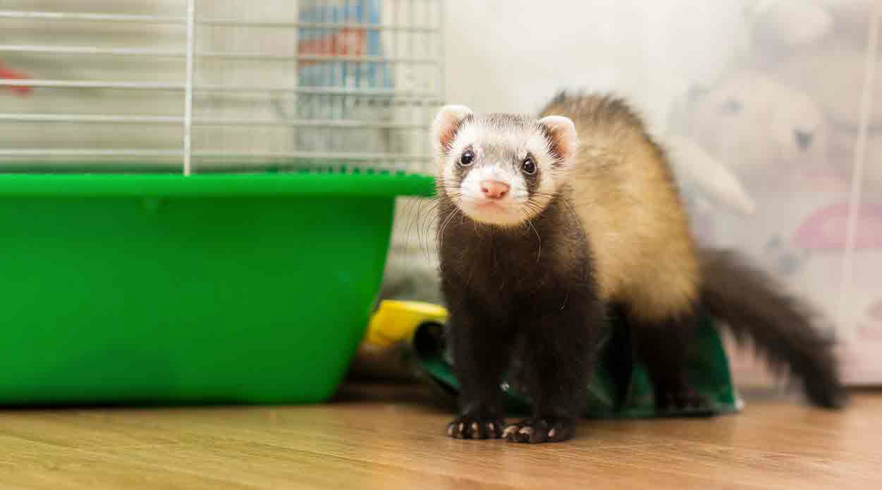 ferret - pet