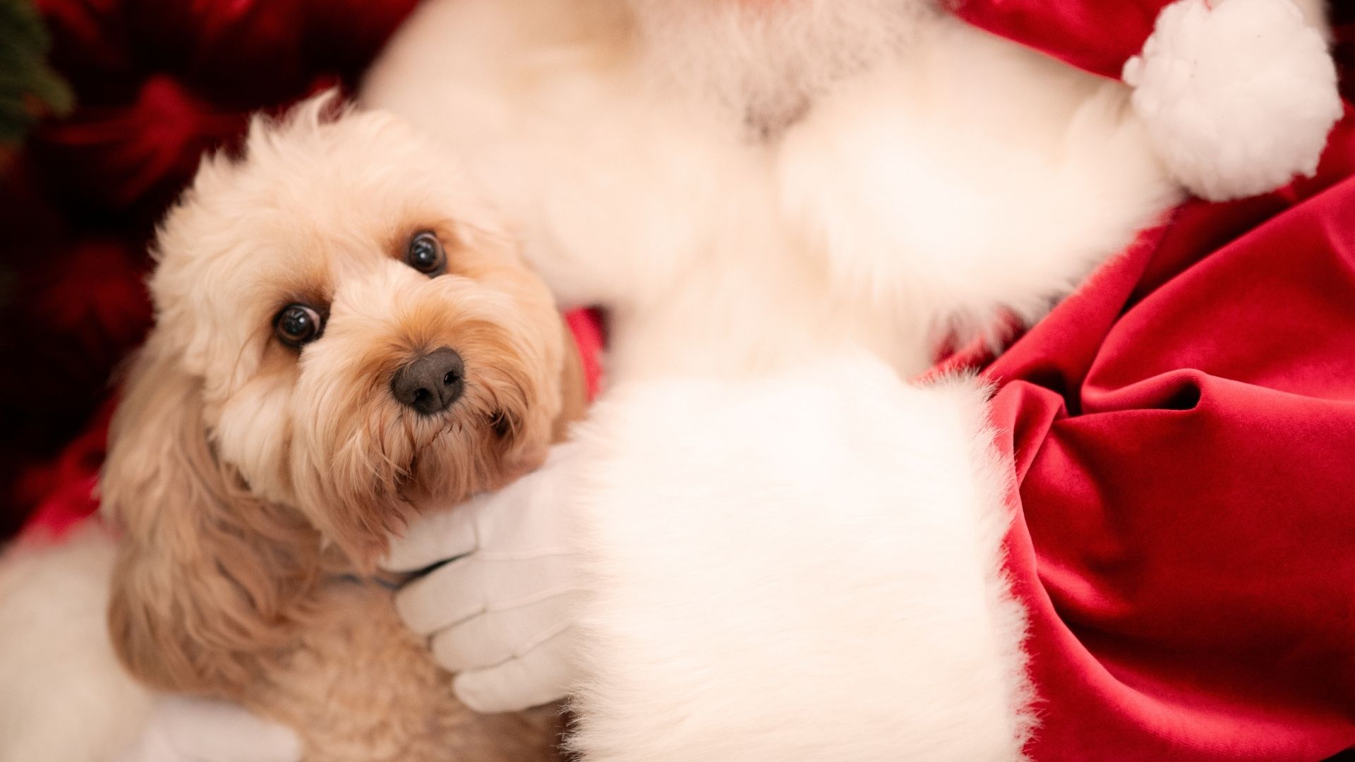 Santa Pet Photos at Pittwater Place