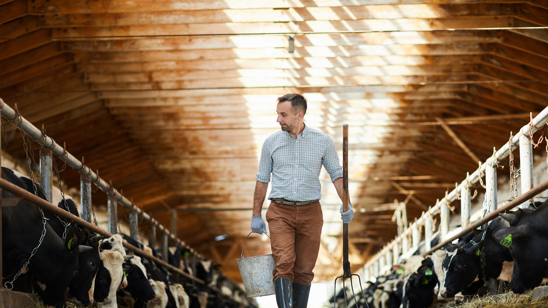 Worker of livestock farm