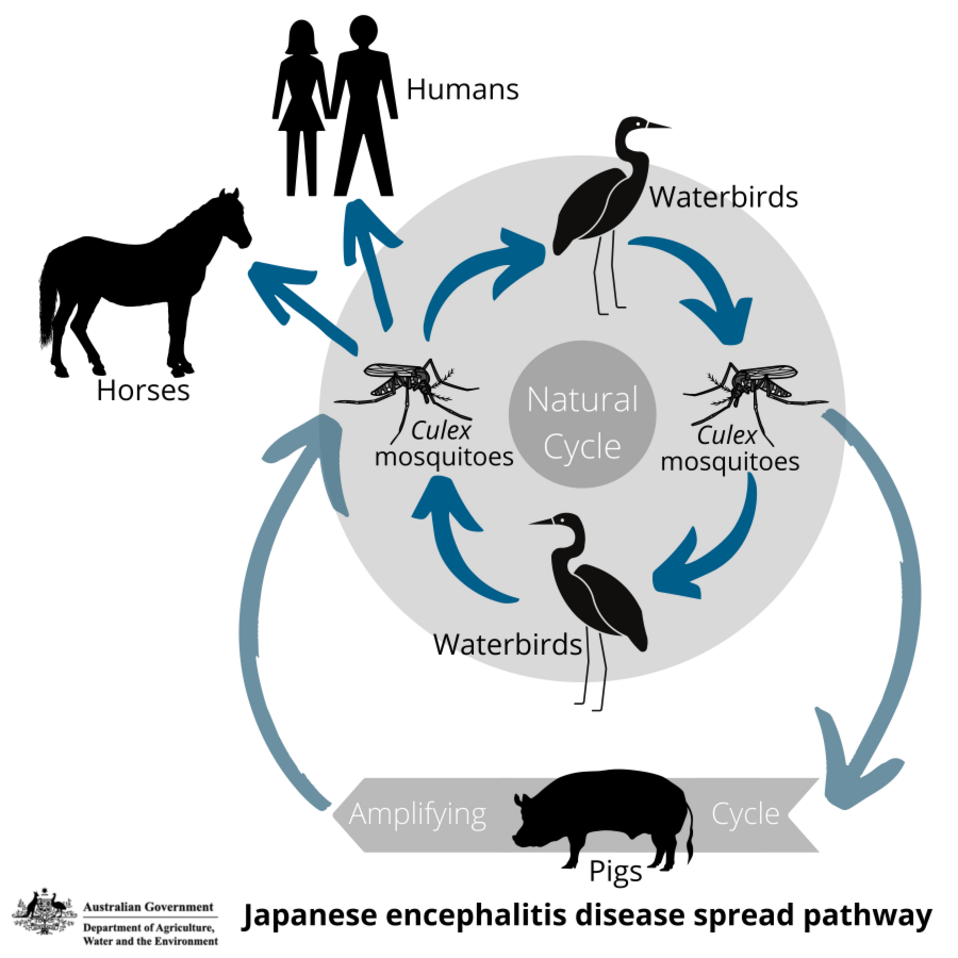 Japanese encephalitis disease spread pathway - UPDATED 17 3 22.png