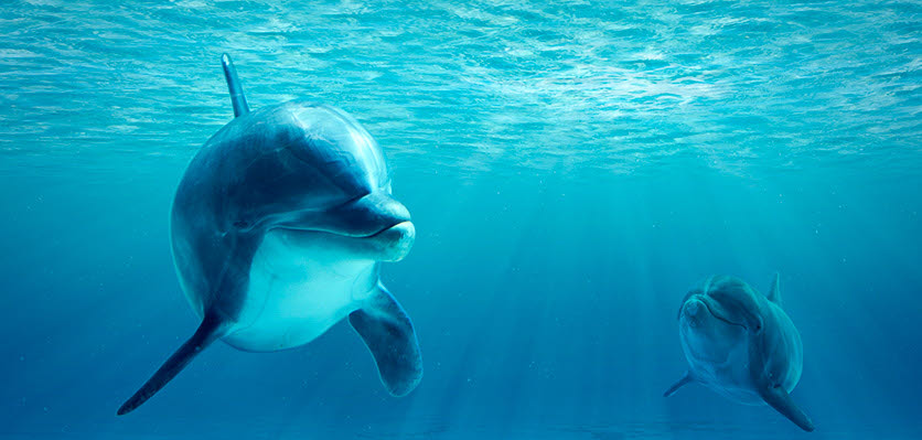 dolphins - vet voice