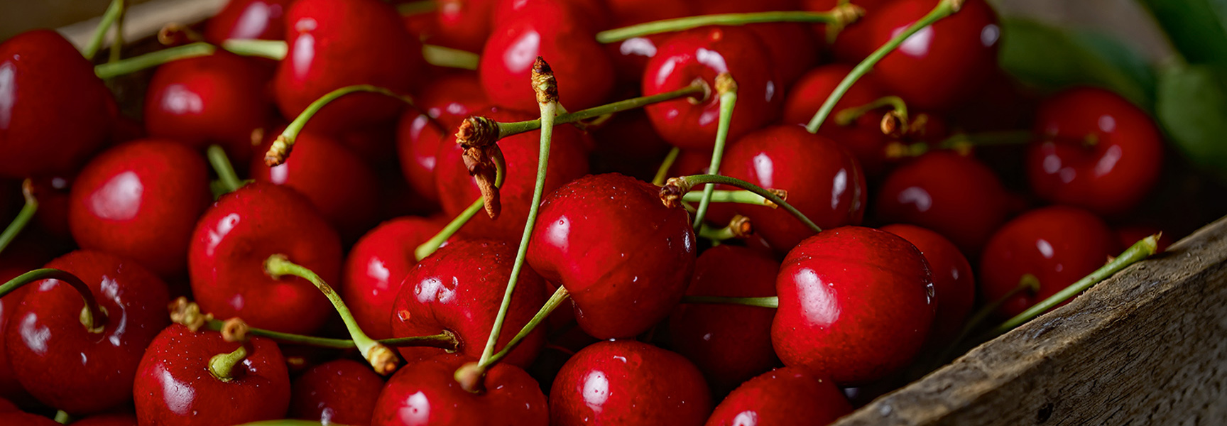 A wooden box filled with freshly picked bright red Door County, Wisconsin cherries.