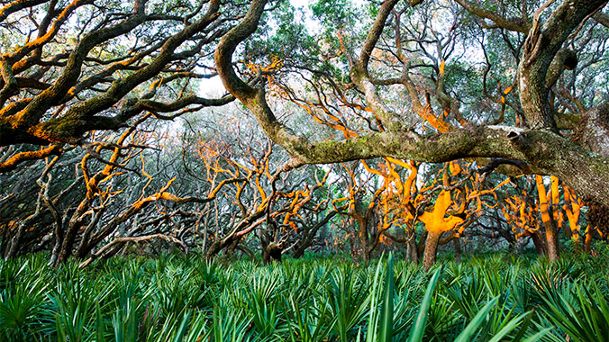 Historic Amelia & Secluded Cumberland: Island Adventures