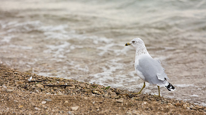 Mackinac Island: The Jewel of Michigan