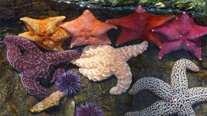 Animal Adventures in Oregon With Your Grandchild