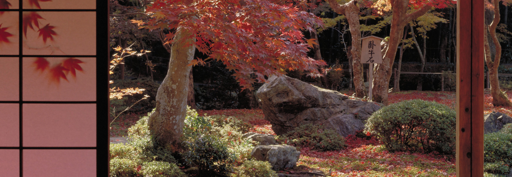 A Japanese garden in autumn with a red maple tree and a shoji screen in the foreground.