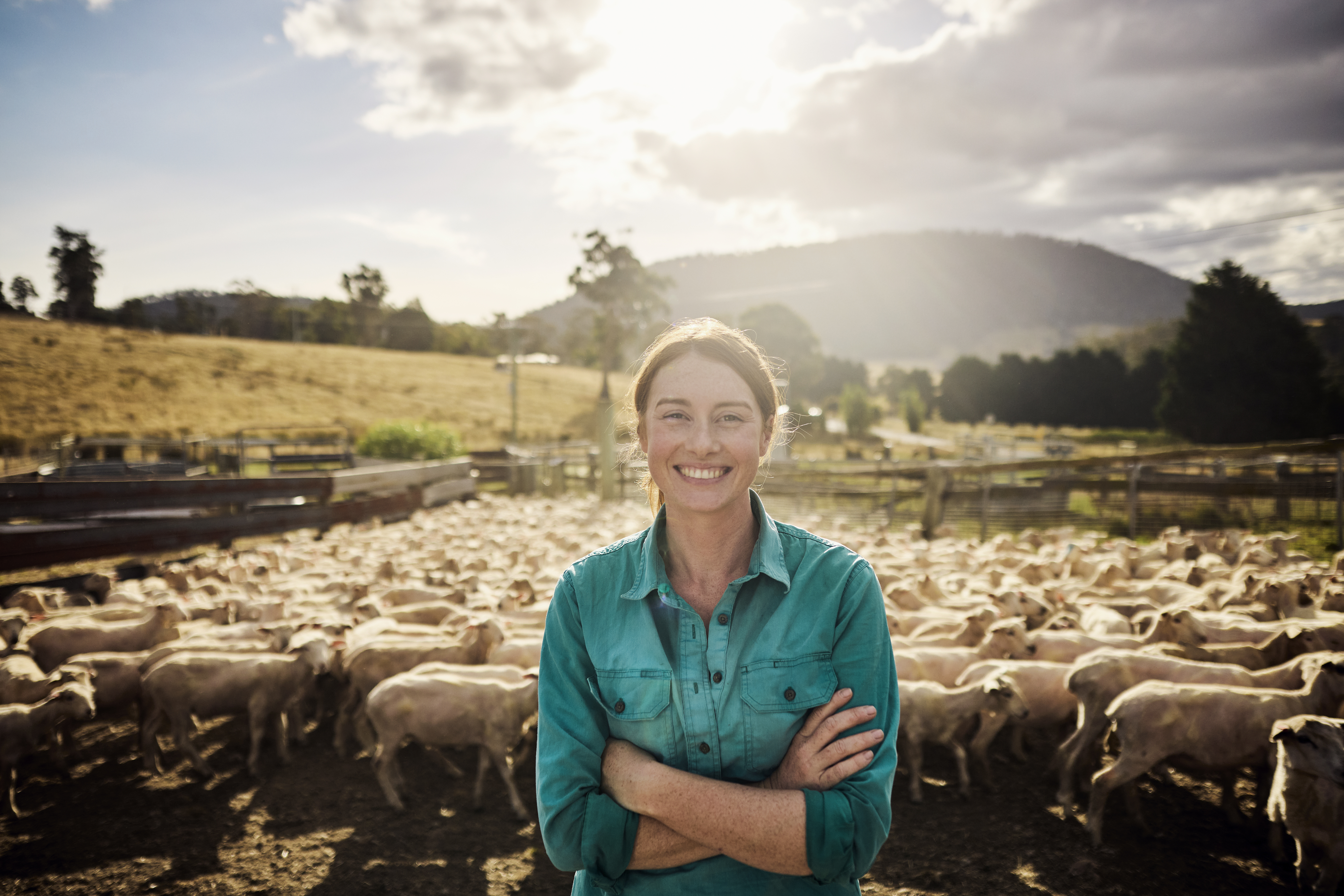 veterinarian, cattle