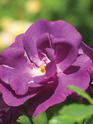A vibrant purple rose in full bloom at a garden in Pennsylvania during a flower show.