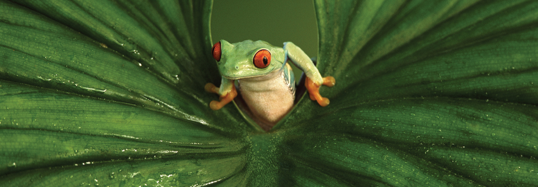 A red-eyed tree frog peeks through a large green leaf in the rainforest of Costa Rica.