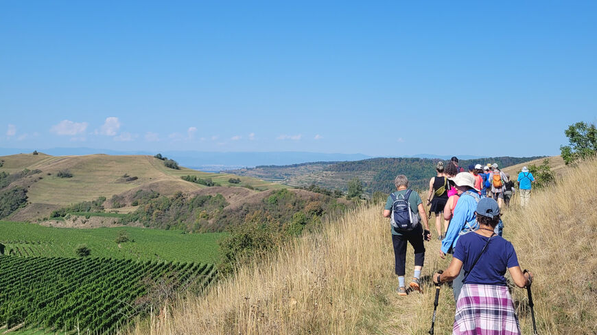 A group of people hiking through the scenic Kaiserstuhl hills in Germany, overlooking lush green vineyards under a clear blue sky.