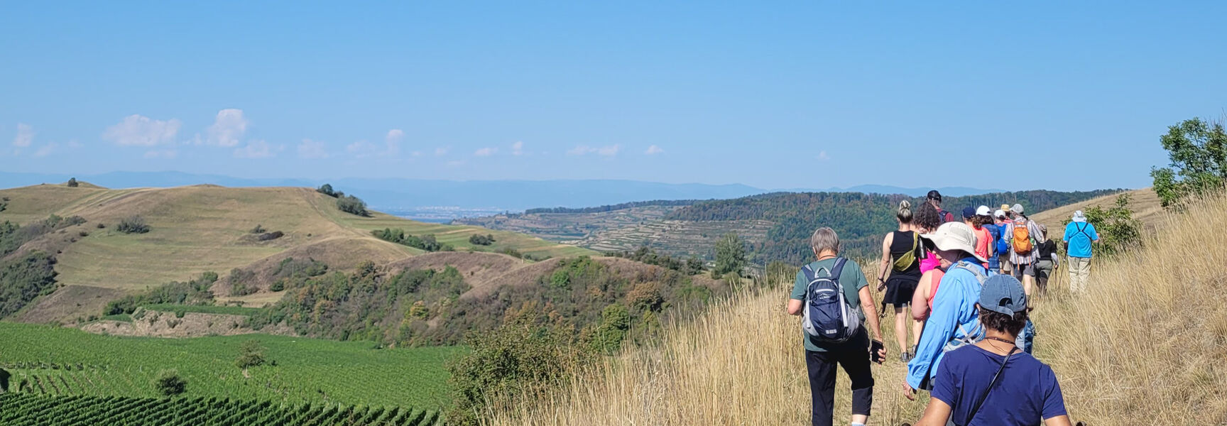 A group of people hiking through the scenic Kaiserstuhl hills in Germany, overlooking lush green vineyards under a clear blue sky.