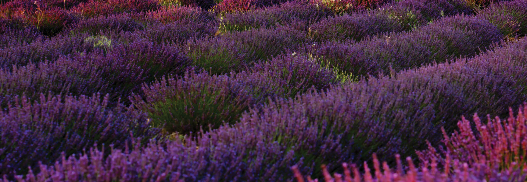 A small stone chapel overlooking vibrant rows of purple lavender and golden wheat fields in Provence, France.