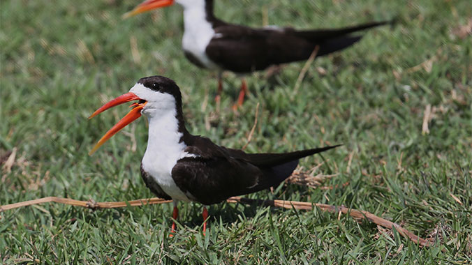 Southern Africa Birding Safari