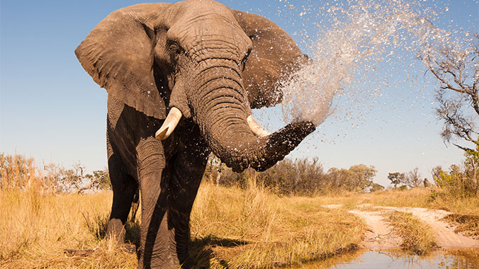 Southern Africa Birding Safari