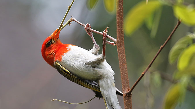 Southern Africa Birding Safari
