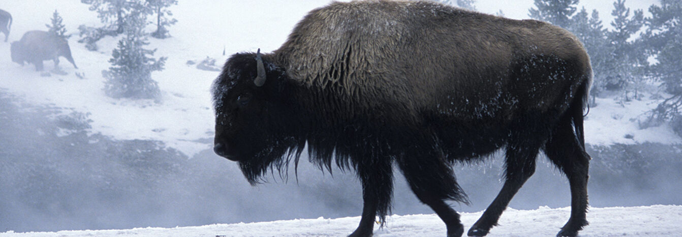 A bison walks through a snowy winter landscape in Yellowstone National Park, Wyoming, with mist rising from nearby thermal pools.