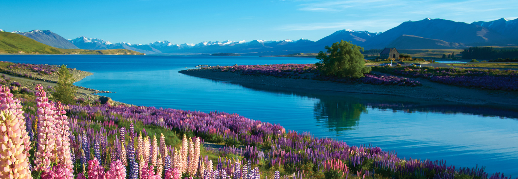 Pink and purple lupins bloom on the shore of a bright blue lake with snow-capped mountains in the background in New Zealand.