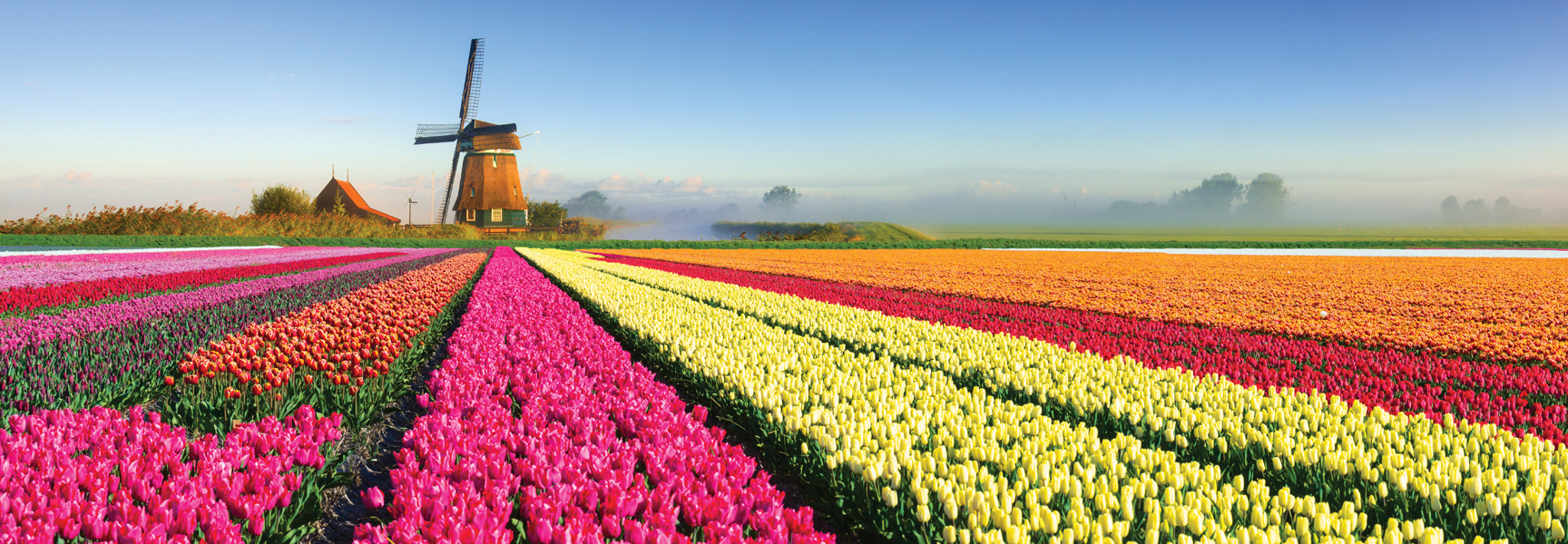 Rows of colorful tulips in a field with a classic windmill in the Netherlands.