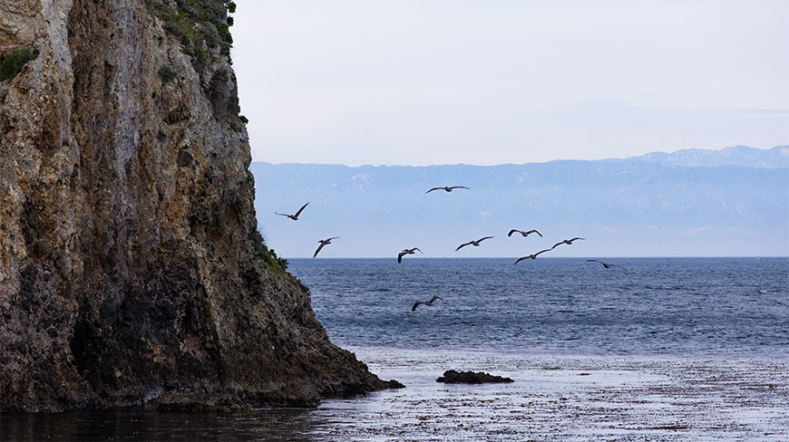 A flock of birds flies past the rocky cliffs of Santa Cruz Island in California's Channel Islands National Park.