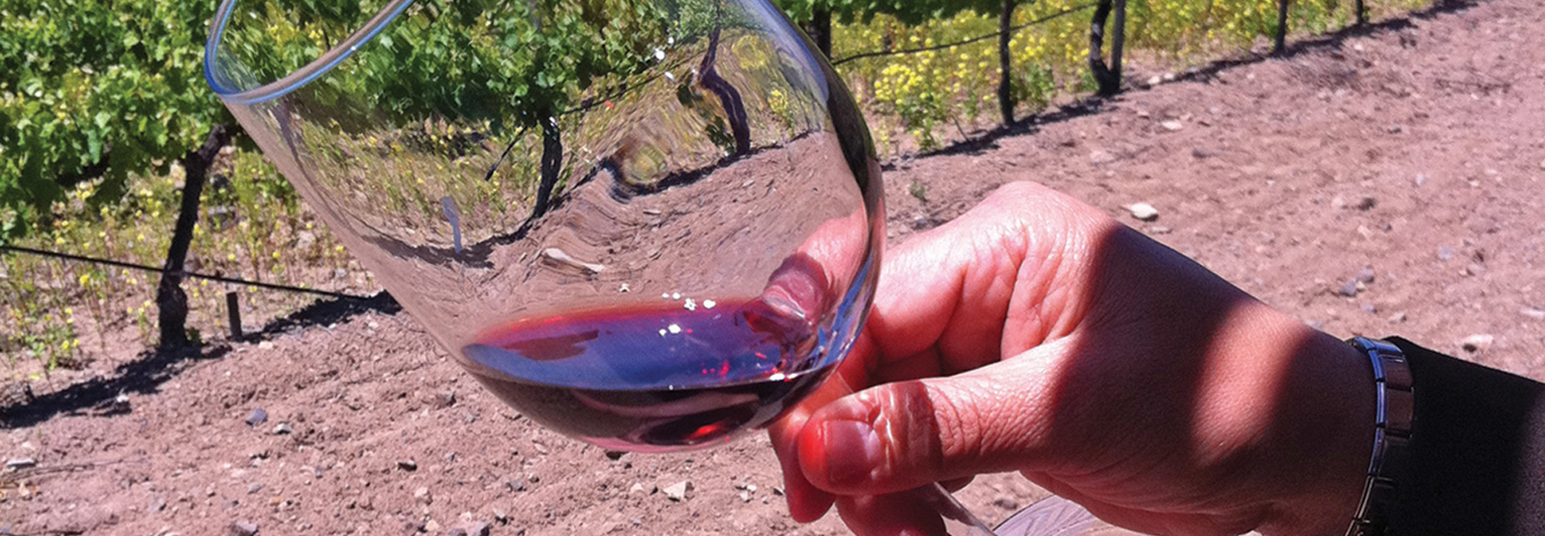 A hand holds a glass of red wine in a sunny vineyard in Mexico's Guadalupe Valley.