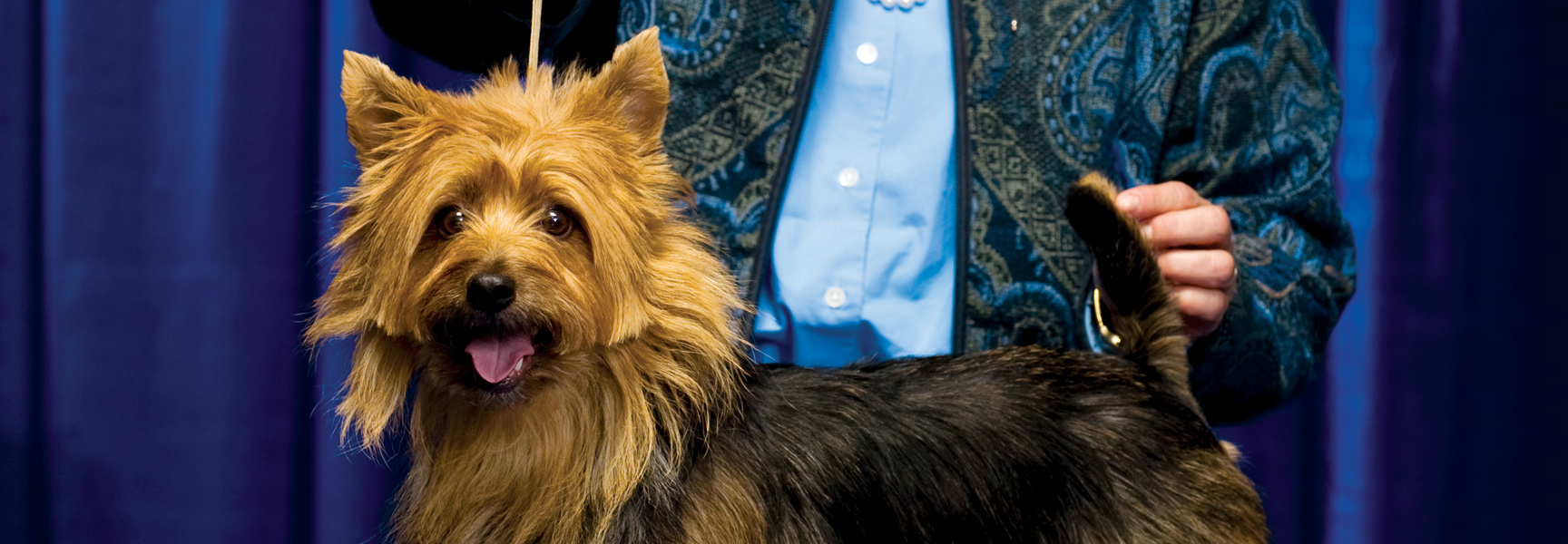 A small tan and black terrier is presented by a handler at the Westminster Dog Show in New York.