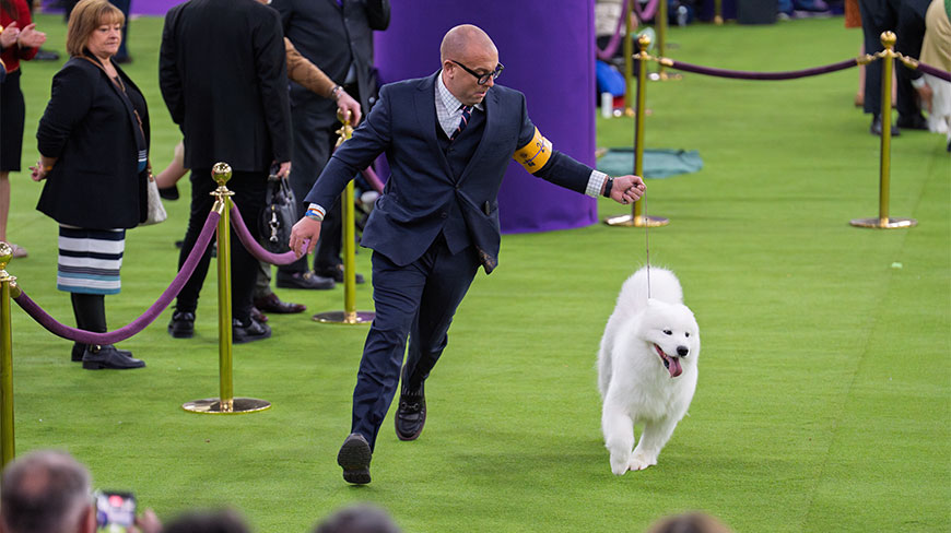 A handler runs with a white Samoyed on a green carpet at the Westminster Dog Show at the Javits Center in New York City.