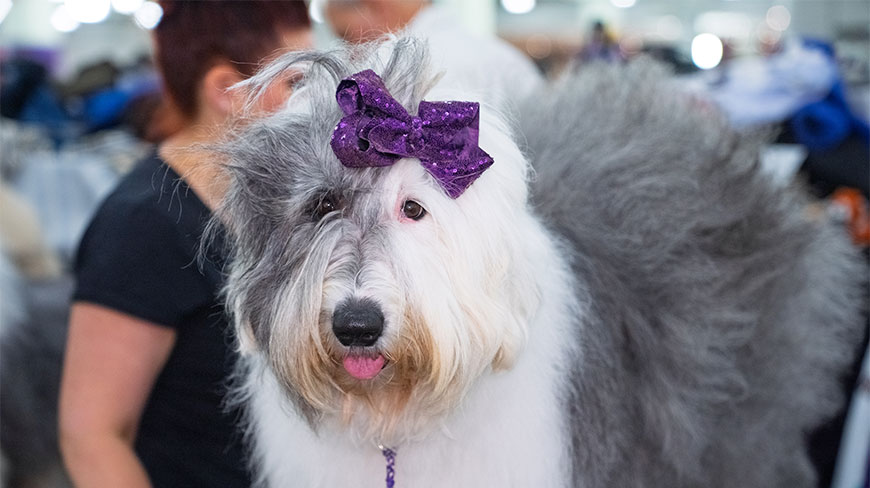 A fluffy Old English Sheepdog wearing a purple sequined bow at the Westminster Dog Show in the Javits Center, New York.