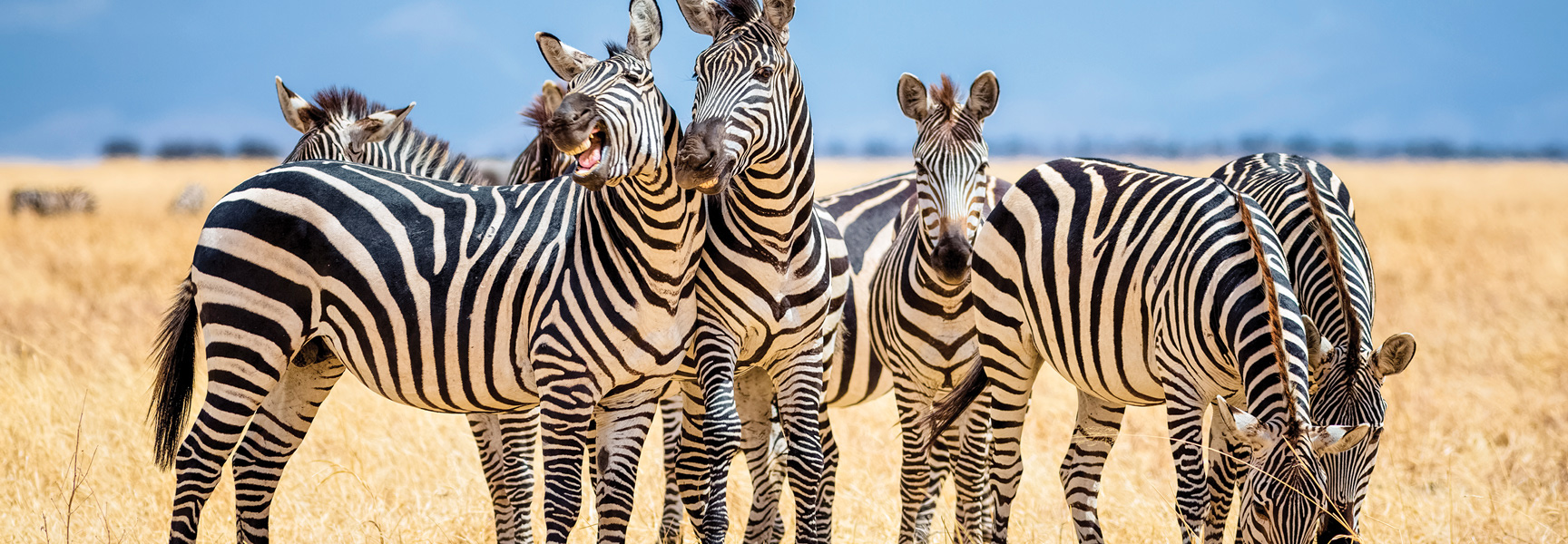 A herd of zebras stand together on the dry grassy plains of Tanzania, with one zebra baring its teeth as if laughing.