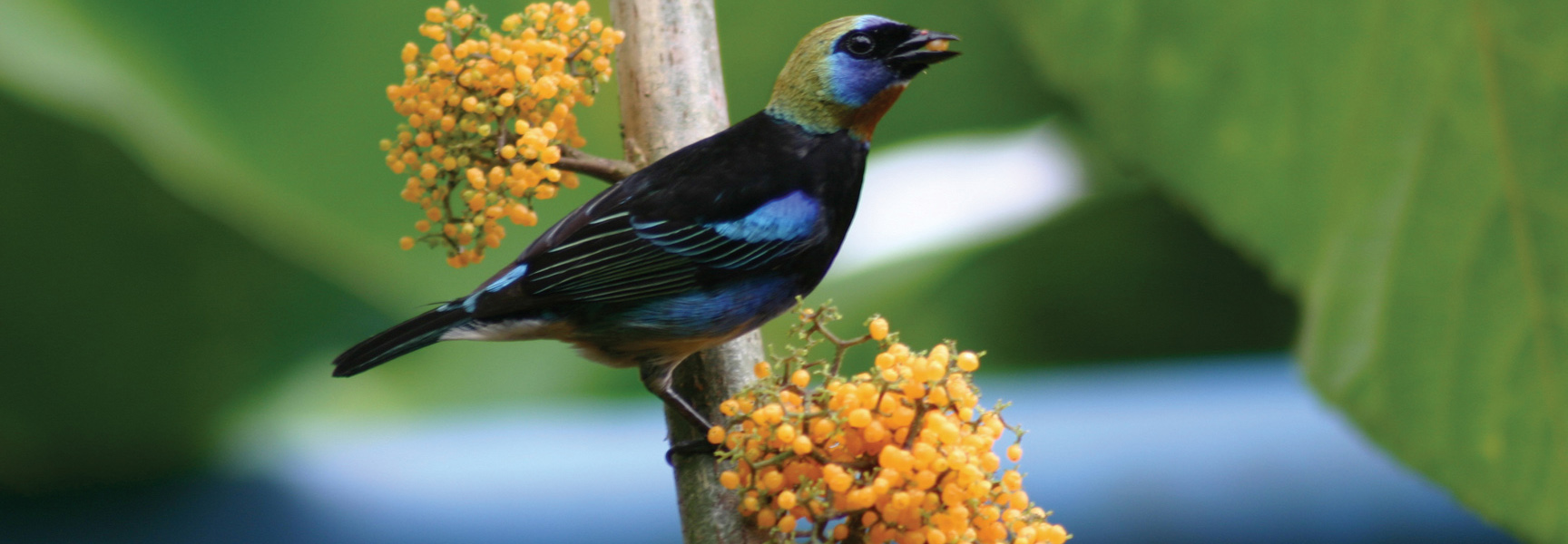 A colorful Golden-hooded Tanager eats yellow berries from a branch in Costa Rica.