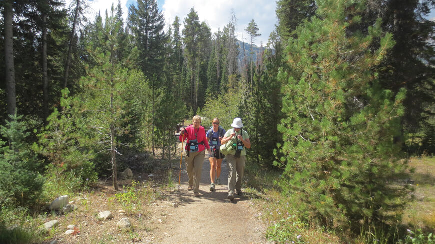 Three hikers walk along a dirt trail through a lush pine forest in Grand Teton National Park, Wyoming.